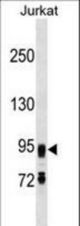 FIG4 Antibody western blot of Jurkat cell line lysates (35 ug/lane). The FIG4 antibody detected the FIG4 protein (arrow).