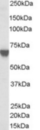 Antibody (0.03 ug/ml) staining of A431 lysate (35 ug protein in RIPA buffer). Primary incubation was 1 hour. Detected by chemiluminescence.