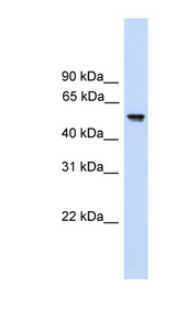 FZR1 antibody LS-C116417 Western blot of 721_B cell lysate.