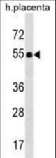 FZR1 Antibody western blot of human placenta tissue lysates (35 ug/lane). The FZR1 antibody detected the FZR1 protein (arrow).