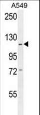 GABBR2 Antibody western blot of A549 cell line lysates (35 ug/lane). The GABBR2 antibody detected the GABBR2 protein (arrow).
