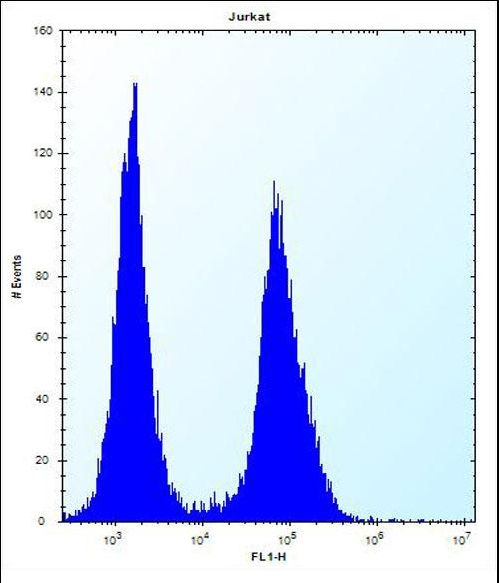 LGALS4 Antibody flow cytometry of Jurkat cells (right histogram) compared to a negative control cell (left histogram). FITC-conjugated donkey-anti-rabbit secondary antibodies were used for the analysis.