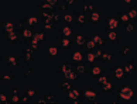 Immunofluorescence of GAPDH in HeLa cells with GAPDH antibody at 10 ug/ml.