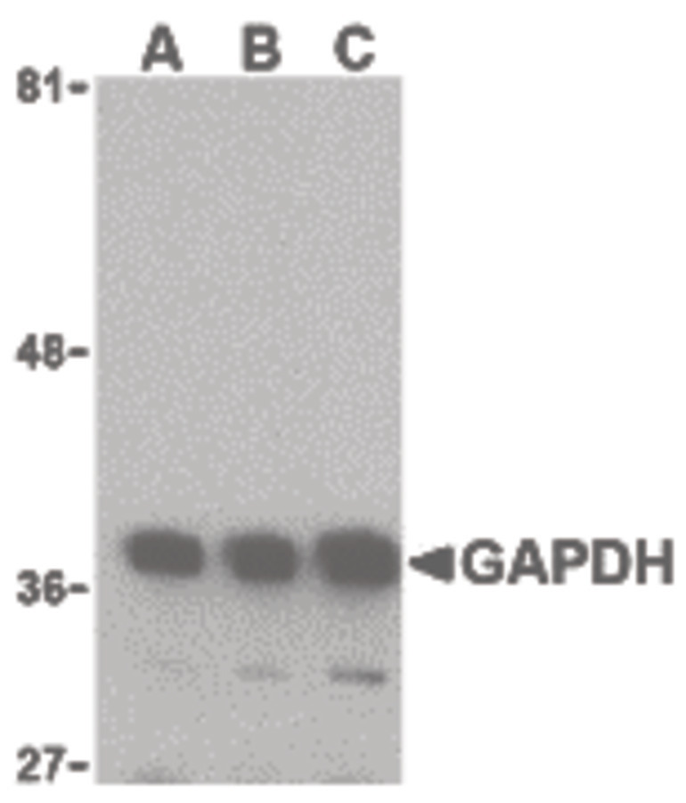 Western blot of GAPDH in HeLa cell lysate with GAPDH antibody at (A) 0.125, (B) 0.25 and (C) 0.5 ug/ml.