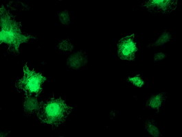 Anti-TOMM34 mouse monoclonal antibody immunofluorescent staining of COS7 cells transiently transfected by pCMV6-ENTRY TOMM34.