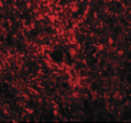 Immunofluorescence of GATA3 in Rat Brain cells with GATA3 antibody at 20 ug/ml.
