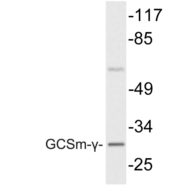 Western blot of GCLM (V91) pAb in extracts from COS7 cells.