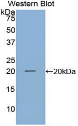 Western blot of recombinant GDF10 / BIP.