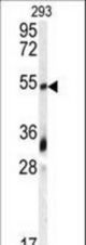 Western blot of anti-GDF10 Antibody in 293 cell line lysates (35 ug/lane). GDF10 (arrow) was detected using the purified antibody.