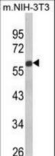 Western blot of GDF10 Antibody in NIH-3T3 cell line lysates (35 ug/lane). GDF10 (arrow) was detected using the purified antibody.