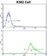 Flow cytometric of K562 cells using GDF10 Antibody (bottom histogram) compared to a negative control cell (top histogram)FITC-conjugated goat-anti-rabbit secondary antibodies were used for the analysis.