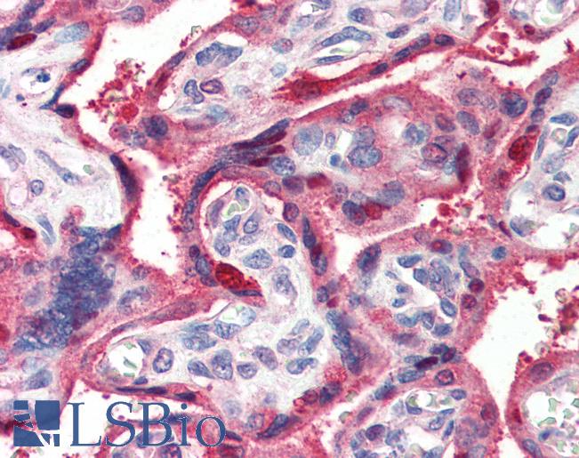 Anti-Ghrelin antibody IHC of human placenta. Immunohistochemistry of formalin-fixed, paraffin-embedded tissue after heat-induced antigen retrieval. Antibody LS-B3009 concentration 2 ug/ml.