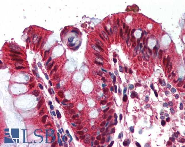Anti-Ghrelin antibody IHC of human colon. Immunohistochemistry of formalin-fixed, paraffin-embedded tissue after heat-induced antigen retrieval. Antibody LS-B3009 concentration 2 ug/ml.