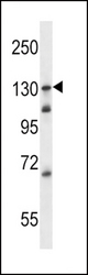 TLR9 Antibody western blot of Ramos cell line lysates (35 ug/lane). The TLR9 antibody detected the TLR9 protein (arrow).
