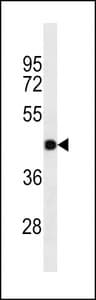 GJC2 Antibody western blot of A549 cell line lysates (35 ug/lane). The GJC2 antibody detected the GJC2 protein (arrow).
