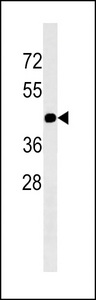 GJC2 Antibody western blot of A549 cell line lysates (35 ug/lane). The GJC2 antibody detected the GJC2 protein (arrow).