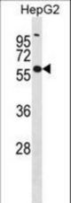 GLUD2 Antibody western blot of HepG2 cell line lysates (35 ug/lane). The GLUD2 antibody detected the GLUD2 protein (arrow).