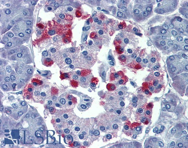 Anti-GNAS antibody IHC of human pancreas. Immunohistochemistry of formalin-fixed, paraffin-embedded tissue after heat-induced antigen retrieval. Antibody LS-B4007 concentration 5 ug/ml.