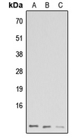 Western blot analysis of GNG13 expression in HeLa (A); Raw264.7 (B); H9C2 (C) whole cell lysates.