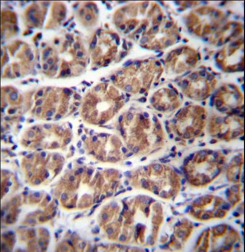 GPM6A Antibody immunohistochemistry of formalin-fixed and paraffin-embedded human stomach tissue followed by peroxidase-conjugated secondary antibody and DAB staining.