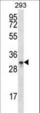 GPM6A Antibody western blot of 293 cell line lysates (35 ug/lane). The GPM6A antibody detected the GPM6A protein (arrow).