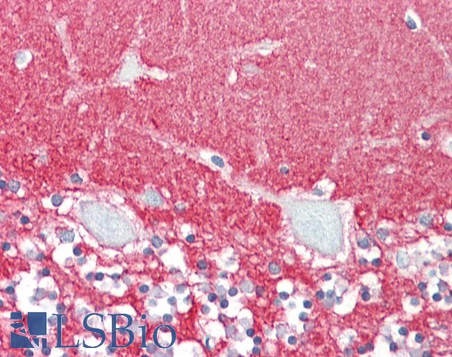 Anti-GPM6A / M6A antibody IHC staining of human brain, cerebellum. Immunohistochemistry of formalin-fixed, paraffin-embedded tissue after heat-induced antigen retrieval.