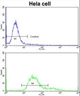 Flow cytometric of HeLa cells using TOMM70A Antibody (bottom histogram) compared to a negative control cell (top histogram)FITC-conjugated goat-anti-rabbit secondary antibodies were used for the analysis.