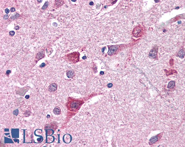 Anti-TOMM70A antibody IHC of human brain, cortex. Immunohistochemistry of formalin-fixed, paraffin-embedded tissue after heat-induced antigen retrieval. Antibody LS-B2303 concentration 5 ug/ml.