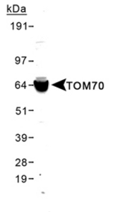 Detection of TOM70A in MCF-7 lysates with LS-B2303