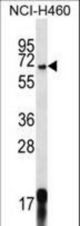 GPSM1 Antibody western blot of NCI-H460 cell line lysates (35 ug/lane). The GPSM1 antibody detected the GPSM1 protein (arrow).