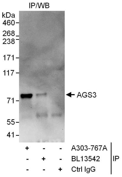 Detection of Human AGS3 by Western Blot of Immunoprecipitates. Samples: Whole cell lysate (1 mg for IP, 20% of IP loaded) from 293T cells. Antibodies: Affinity purified rabbit anti-AGS3 antibody used for IP at 6 ug/mg lysate. AGS3 was less efficiently immunoprecipitated by rabbit anti-AGS3 antibody BL13542, which recognizes a downstream epitope. For blotting immunoprecipitated AGS3, BL13542 was used at 1 ug/ml. Detection: Chemiluminescence with an exposure time of 30 seconds.
