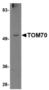 Western blot of TOM70 in 293 cell lysate with TOM70 antibody at 2 ug/ml