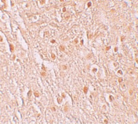 Immunohistochemistry of PION in human brain tissue with PION antibody at 5 ug/ml.