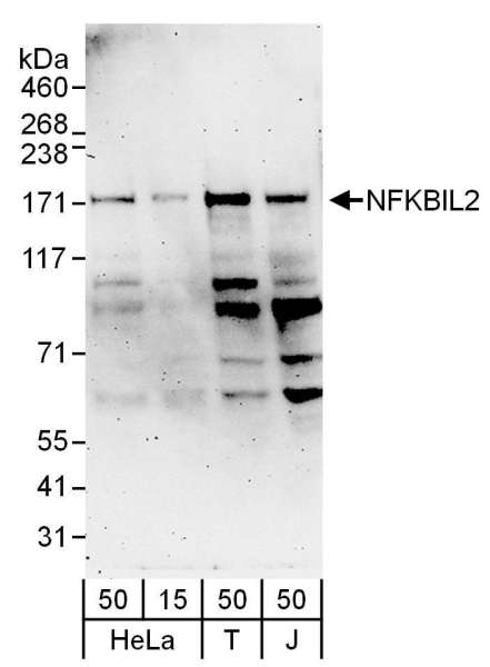 Detection of Human NFKBIL2 by Western Blot. Samples: Whole cell lysate from 293T (15 and 50 ug), HeLa (H; 50 ug), and Jurkat (J; 50 ug) cells. Antibodies: Affinity purified rabbit anti-NFKBIL2 antibody used for WB at 0.4 ug/ml. Detection: Chemiluminescence with an exposure time of 3 minutes.