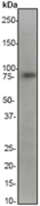 Western blot analysis on HeLa cell lysate using anti-Glycogen Synthase antibody, dilution 1:20000.