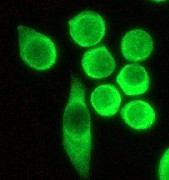 Immunofluorescent staining of HeLa cells using anti-Glycogen Synthase (C-term) antibody.
