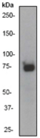 Western blot analysis on Hela cell lysate using anti-Glycogen synthase (C-term) antibody, dilution 1:50000.