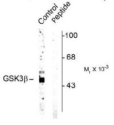 Western blot of rat cortex lysate showing specific immunolabeling of the ~46k GSK3beta protein phosphorylated at Ser9 (control). Immunolabeling is blocked by the phospho-peptide (peptide) used as antigen but not by the corresponding dephosphopeptide (not