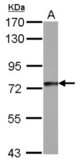 Sample (30 ug of whole cell lysate) A: A431 7.5% SDS PAGE GYS1 antibody diluted at 1:1000