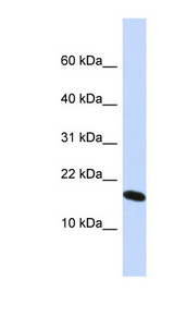 H2AFX / H2AX antibody LS-C102762 Western blot of HepG2 cell lysate.