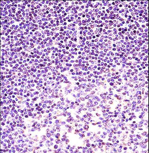 H2AFX Antibody immunohistochemistry of formalin-fixed and paraffin-embedded human tonsil tissue followed by peroxidase-conjugated secondary antibody and DAB staining.