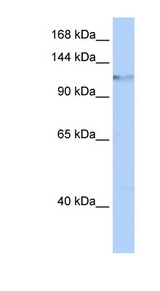 HELLS antibody LS-C110163 Western blot of HepG2 cell lysate.