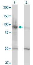 Western Blot analysis of HELLS expression in transfected 293T cell line by HELLS monoclonal antibody (M01), clone 1D10.Lane 1: HELLS transfected lysate (Predicted MW: 97.074 KDa).Lane 2: Non-transfected lysate.
