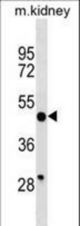 BRP16 Antibody western blot of mouse kidney tissue lysates (35 ug/lane). The BRP16 antibody detected the BRP16 protein (arrow).