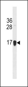 HIST1H2BJ/HIST1H2BK/HIST3H2BB Antibody western blot of NCI-H292 cell line lysates (35 ug/lane). The HIST1H2BJ/HIST1H2BK/HIST3H2BB antibody detected the HIST1H2BJ/HIST1H2BK/HIST3H2BB protein (arrow).