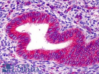 Anti-HMGCS1 antibody IHC of human uterus. Immunohistochemistry of formalin-fixed, paraffin-embedded tissue after heat-induced antigen retrieval. Antibody LS-B4016 concentration 5 ug/ml.