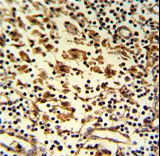 Formalin-fixed and paraffin-embedded human lymph reacted with HMHA1 Antibody , which was peroxidase-conjugated to the secondary antibody, followed by DAB staining. This data demonstrates the use of this antibody for immunohistochemistry; clinical relevance has not been evaluated.