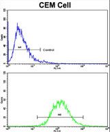 Flow cytometric of CEM cells using HMHA1 Antibody (bottom histogram) compared to a negative control cell (top histogram). FITC-conjugated goat-anti-rabbit secondary antibodies were used for the analysis.