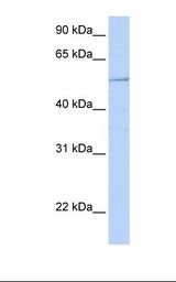 721_B cell lysate. Antibody concentration: 1.0 ug/ml. Gel concentration: 12%.