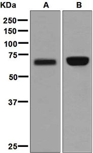 Western blot analysis on (A) fetal kidney and (B) Caco-2 lysates using anti-HNF1B / TCF2 antibody.